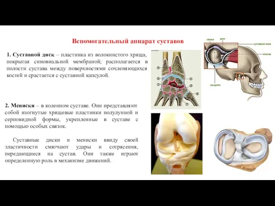 Вспомогательный аппарат суставов 1. Суставной диск – пластинка из волокнистого