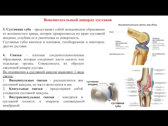 Вспомогательный аппарат суставов 3. Суставная губа – представляет собой кольцевидное