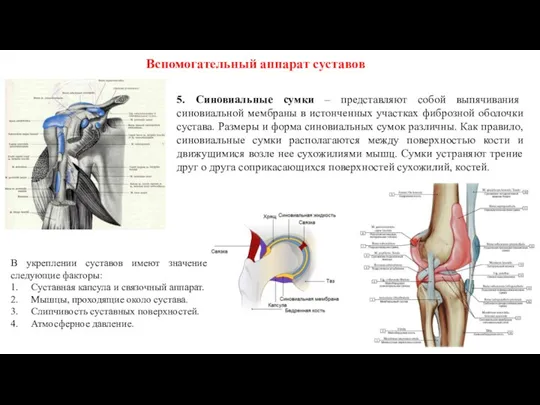 Вспомогательный аппарат суставов 5. Синовиальные сумки – представляют собой выпячивания