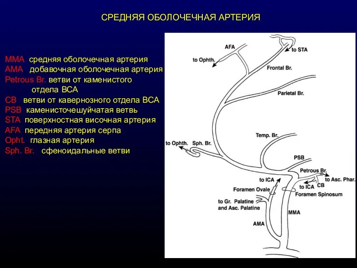 СРЕДНЯЯ ОБОЛОЧЕЧНАЯ АРТЕРИЯ MMA средняя оболочечная артерия AMA добавочная оболочечная