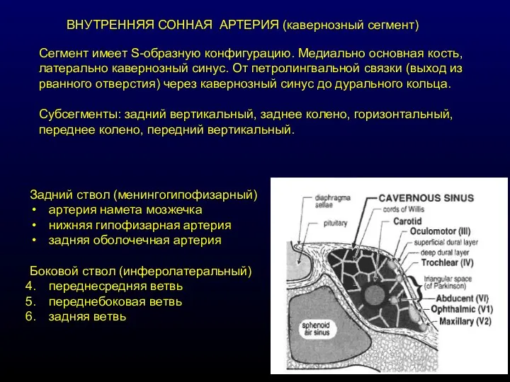 ВНУТРЕННЯЯ СОННАЯ АРТЕРИЯ (кавернозный сегмент) Сегмент имеет S-образную конфигурацию. Медиально