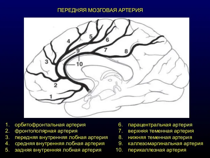 ПЕРЕДНЯЯ МОЗГОВАЯ АРТЕРИЯ орбитофронтальная артерия фронтополярная артерия передняя внутренняя лобная