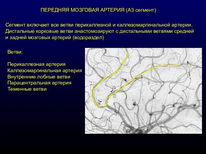 ПЕРЕДНЯЯ МОЗГОВАЯ АРТЕРИЯ (А3 сегмент) Сегмент включает все ветви перикаллезной