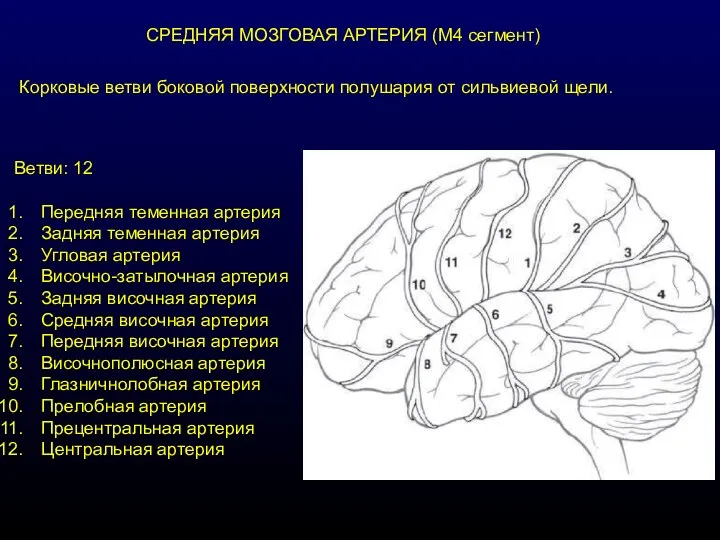 СРЕДНЯЯ МОЗГОВАЯ АРТЕРИЯ (М4 сегмент) Корковые ветви боковой поверхности полушария