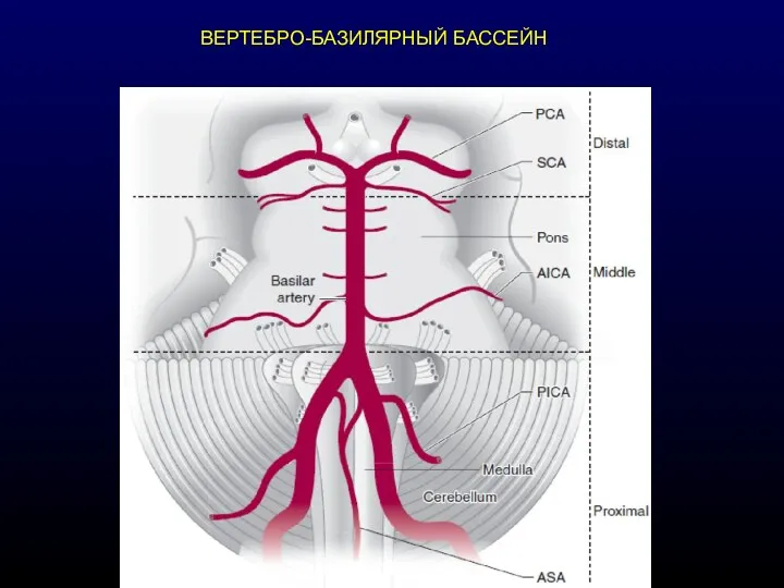 ВЕРТЕБРО-БАЗИЛЯРНЫЙ БАССЕЙН