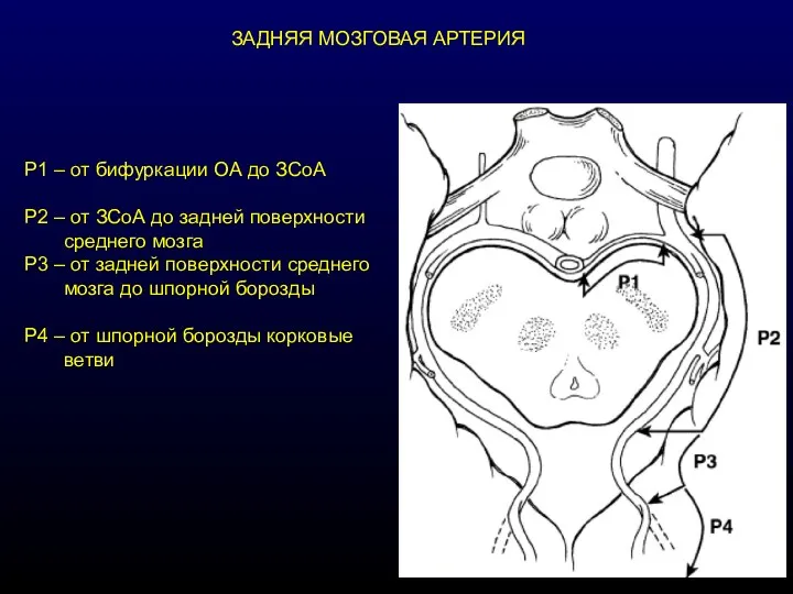 ЗАДНЯЯ МОЗГОВАЯ АРТЕРИЯ Р1 – от бифуркации ОА до ЗСоА