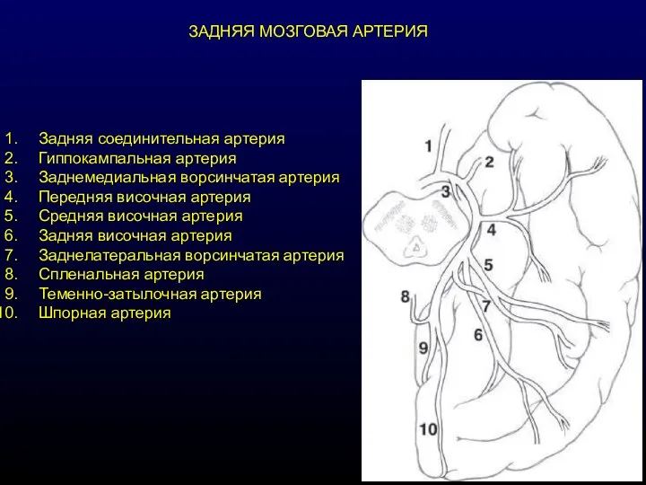 ЗАДНЯЯ МОЗГОВАЯ АРТЕРИЯ Задняя соединительная артерия Гиппокампальная артерия Заднемедиальная ворсинчатая