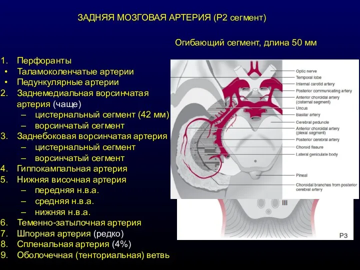 ЗАДНЯЯ МОЗГОВАЯ АРТЕРИЯ (Р2 сегмент) Перфоранты Таламоколенчатые артерии Педункулярные артерии