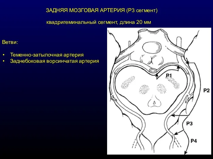 ЗАДНЯЯ МОЗГОВАЯ АРТЕРИЯ (Р3 сегмент) Ветви: Теменно-затылочная артерия Заднебоковая ворсинчатая артерия квадригеминальный сегмент, длина 20 мм