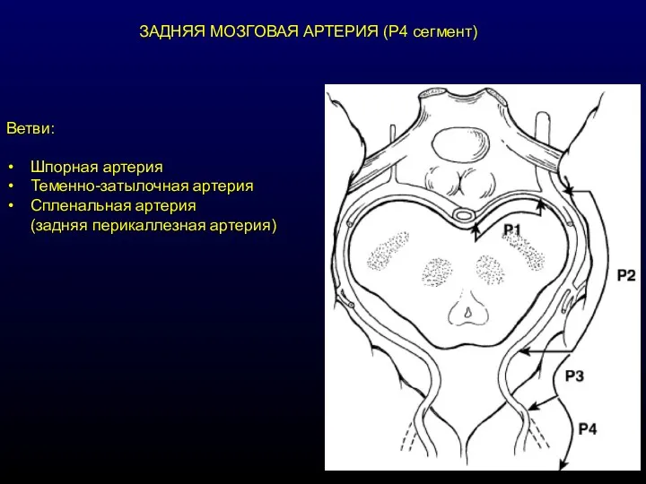 ЗАДНЯЯ МОЗГОВАЯ АРТЕРИЯ (Р4 сегмент) Ветви: Шпорная артерия Теменно-затылочная артерия Спленальная артерия (задняя перикаллезная артерия)