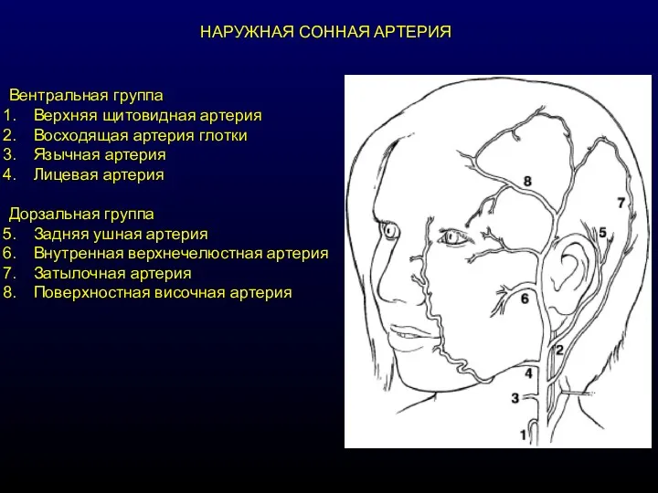 НАРУЖНАЯ СОННАЯ АРТЕРИЯ Вентральная группа Верхняя щитовидная артерия Восходящая артерия