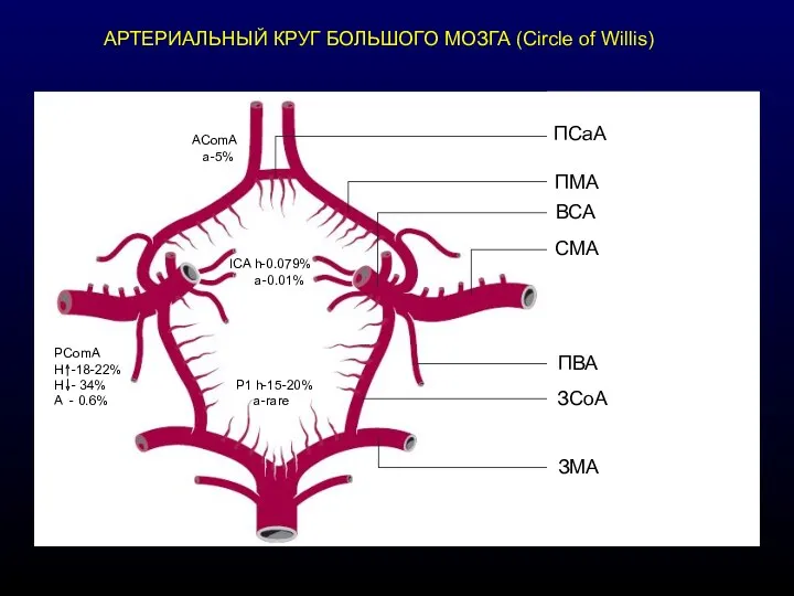 АРТЕРИАЛЬНЫЙ КРУГ БОЛЬШОГО МОЗГА (Circle of Willis)