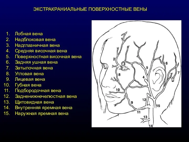 ЭКСТРАКРАНИАЛЬНЫЕ ПОВЕРХНОСТНЫЕ ВЕНЫ Лобная вена Надблоковая вена Надглазничная вена Средняя