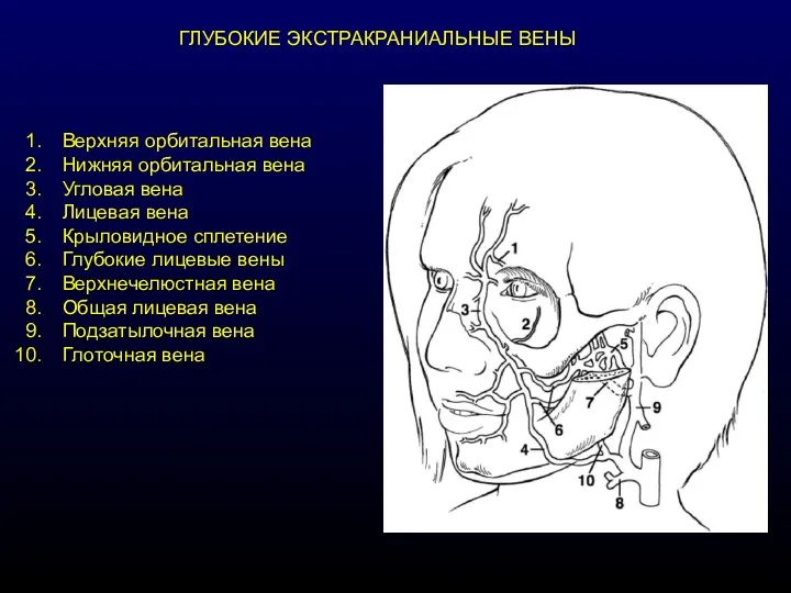 ГЛУБОКИЕ ЭКСТРАКРАНИАЛЬНЫЕ ВЕНЫ Верхняя орбитальная вена Нижняя орбитальная вена Угловая