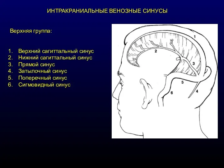 ИНТРАКРАНИАЛЬНЫЕ ВЕНОЗНЫЕ СИНУСЫ Верхняя группа: Верхний сагиттальный синус Нижний сагиттальный