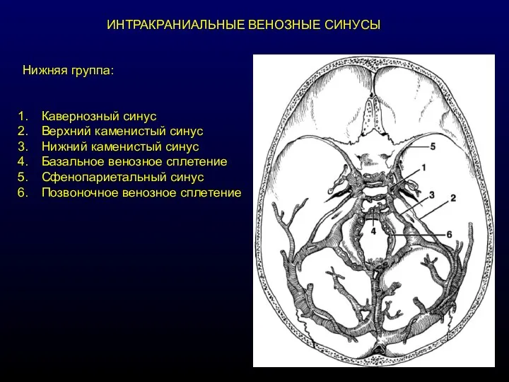 ИНТРАКРАНИАЛЬНЫЕ ВЕНОЗНЫЕ СИНУСЫ Нижняя группа: Кавернозный синус Верхний каменистый синус