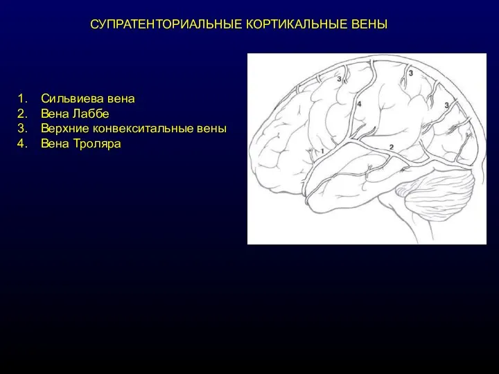 СУПРАТЕНТОРИАЛЬНЫЕ КОРТИКАЛЬНЫЕ ВЕНЫ Сильвиева вена Вена Лаббе Верхние конвекситальные вены Вена Троляра