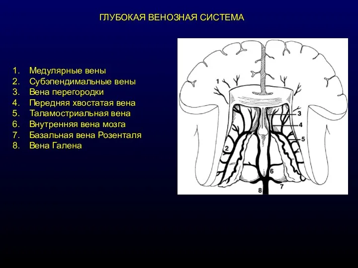 ГЛУБОКАЯ ВЕНОЗНАЯ СИСТЕМА Медулярные вены Субэпендимальные вены Вена перегородки Передняя