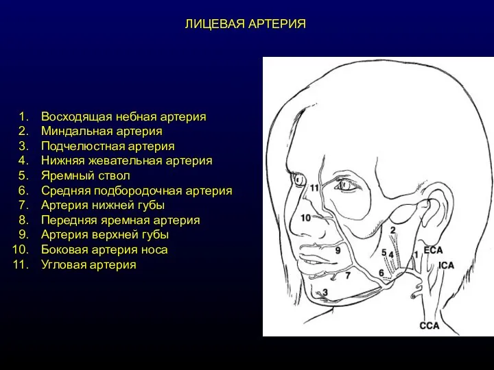 ЛИЦЕВАЯ АРТЕРИЯ Восходящая небная артерия Миндальная артерия Подчелюстная артерия Нижняя