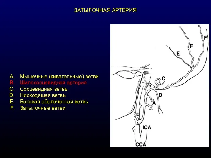 ЗАТЫЛОЧНАЯ АРТЕРИЯ Мышечные (кивательные) ветви Шилососцевидная артерия Сосцевидная ветвь Нисходящая ветвь Боковая оболочечная ветвь Затылочные ветви