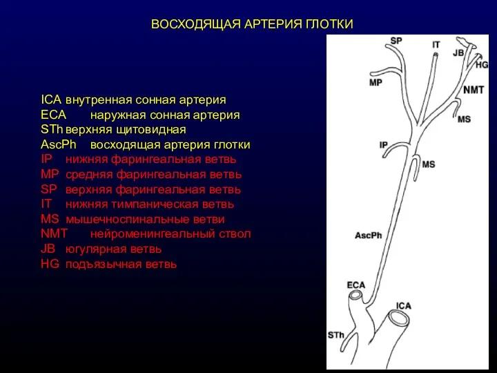 ВОСХОДЯЩАЯ АРТЕРИЯ ГЛОТКИ ICA внутренная сонная артерия ECA наружная сонная