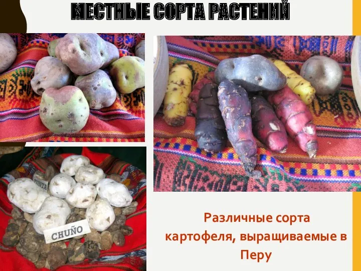 МЕСТНЫЕ СОРТА РАСТЕНИЙ Различные сорта картофеля, выращиваемые в Перу