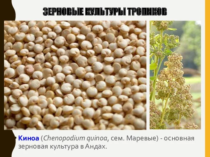 ЗЕРНОВЫЕ КУЛЬТУРЫ ТРОПИКОВ Киноа (Chenopodium quinoa, сем. Маревые) - основная зерновая культура в Андах.