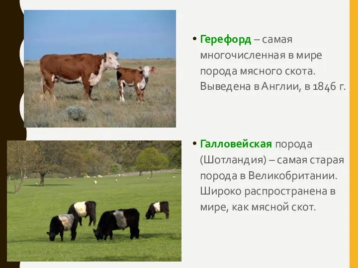 Герефорд – самая многочисленная в мире порода мясного скота. Выведена в Англии, в