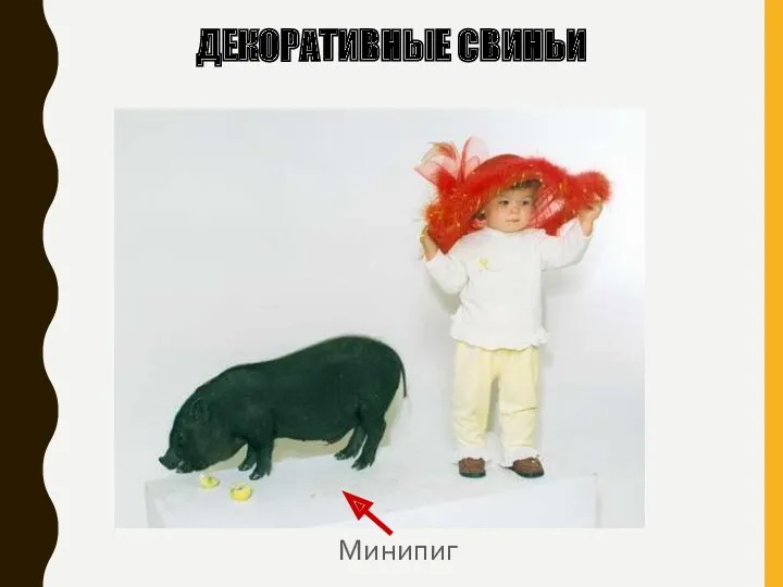 ДЕКОРАТИВНЫЕ СВИНЬИ Минипиг