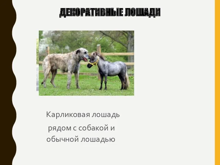 ДЕКОРАТИВНЫЕ ЛОШАДИ Карликовая лошадь рядом с собакой и обычной лошадью