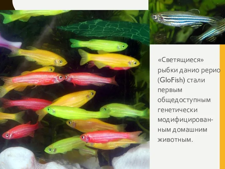 «Светящиеся» рыбки данио рерио (GloFish) стали первым общедоступным генетически модифицирован-ным домашним животным.