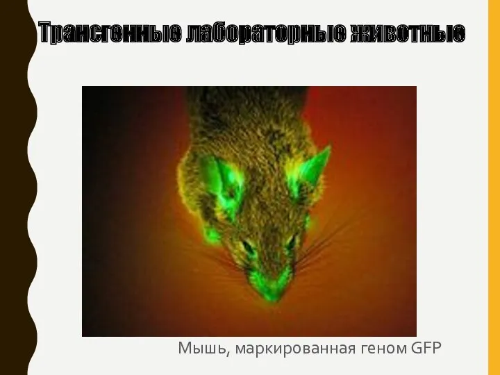 Мышь, маркированная геном GFP Трансгенные лабораторные животные