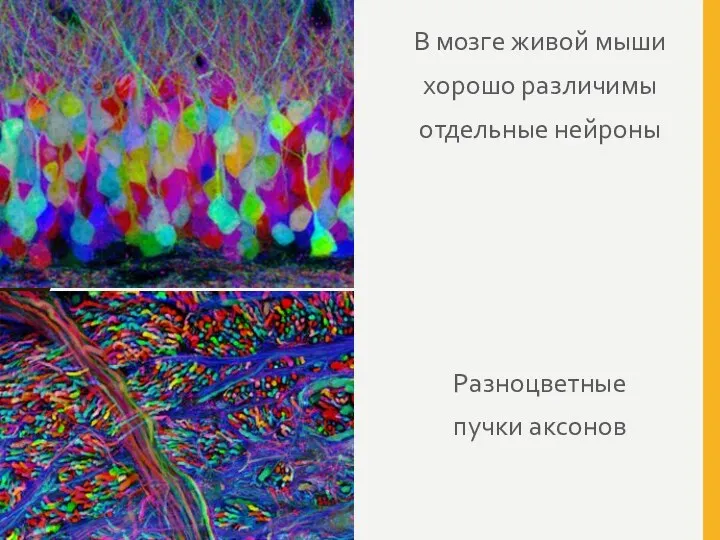 В мозге живой мыши хорошо различимы отдельные нейроны Разноцветные пучки аксонов