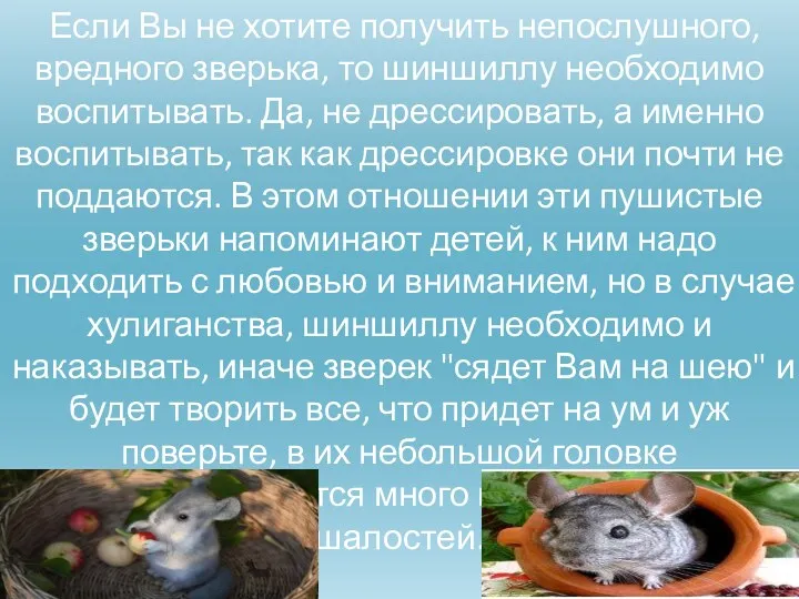 Если Вы не хотите получить непослушного, вредного зверька, то шиншиллу