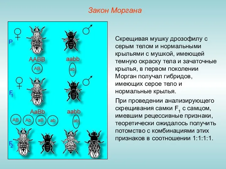 Закон Моргана Скрещивая мушку дрозофилу с серым телом и нормальными