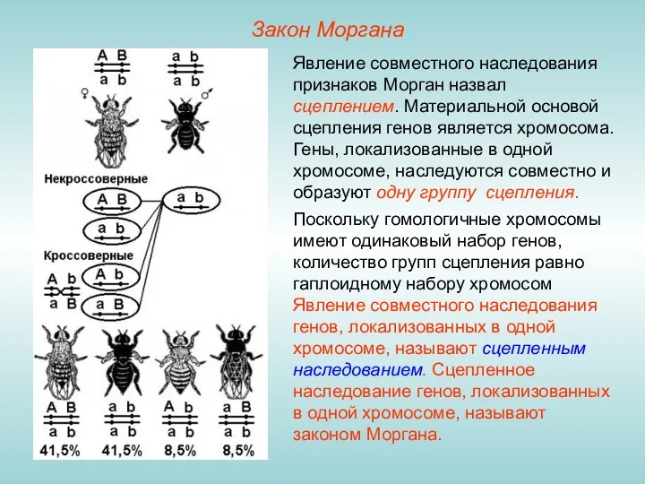 Закон Моргана Явление совместного наследования признаков Морган назвал сцеплением. Материальной основой сцепления генов