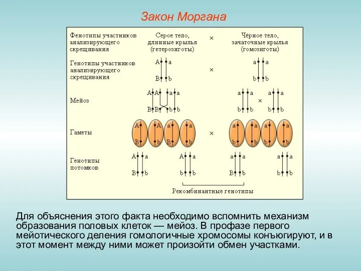 Закон Моргана Для объяснения этого факта необходимо вспомнить механизм образования половых клеток —