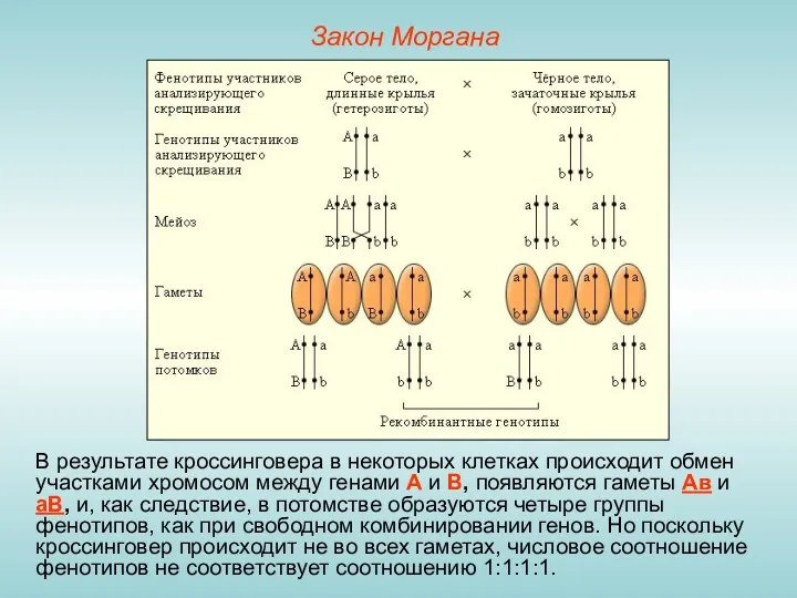 Закон Моргана В результате кроссинговера в некоторых клетках происходит обмен участками хромосом между