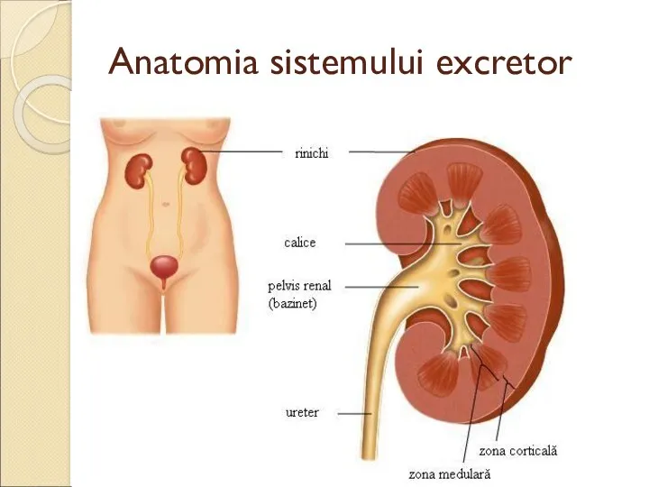 Anatomia sistemului excretor