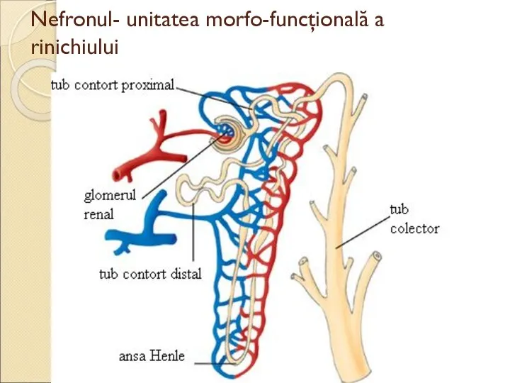 Nefronul- unitatea morfo-funcţională a rinichiului