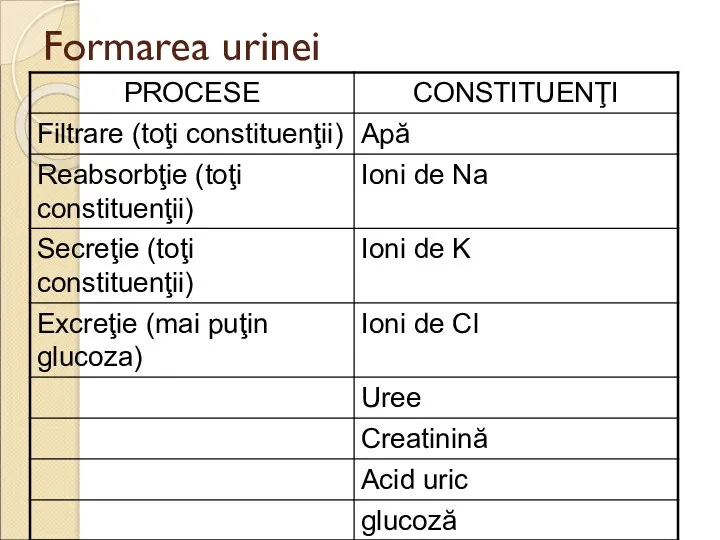 Formarea urinei