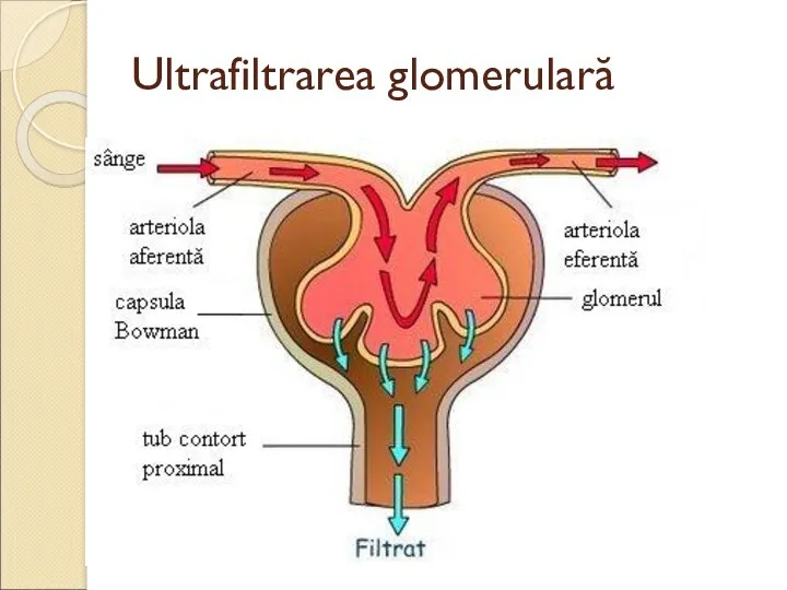 Ultrafiltrarea glomerulară