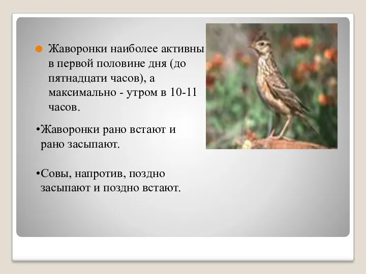 Жаворонки наиболее активны в первой половине дня (до пятнадцати часов),