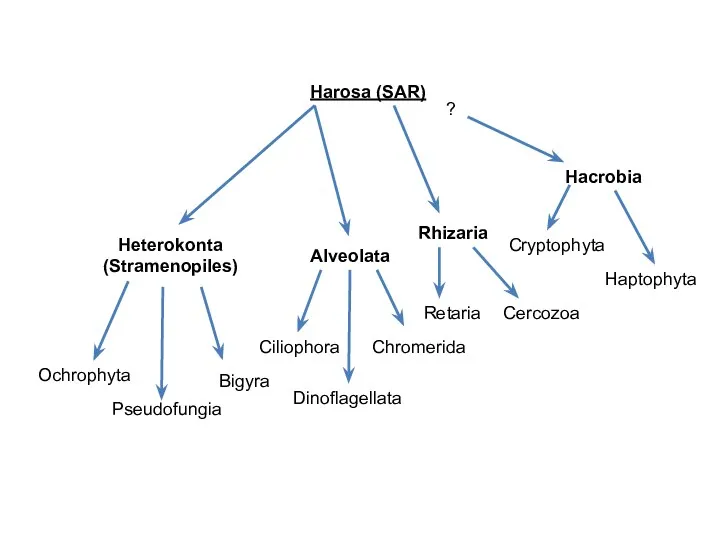 Harosa (SAR) Heterokonta (Stramenopiles) Alveolata Ochrophyta Pseudofungia Bigyra Ciliophora Dinoflagellata