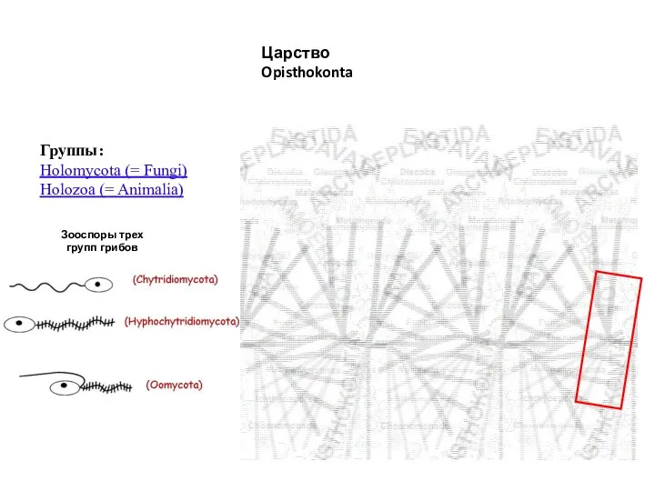 Царство Opisthokonta Группы: Holomycota (= Fungi) Holozoa (= Animalia) Зооспоры трех групп грибов