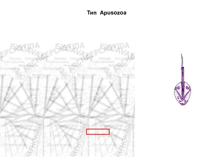 Тип Apusozoa