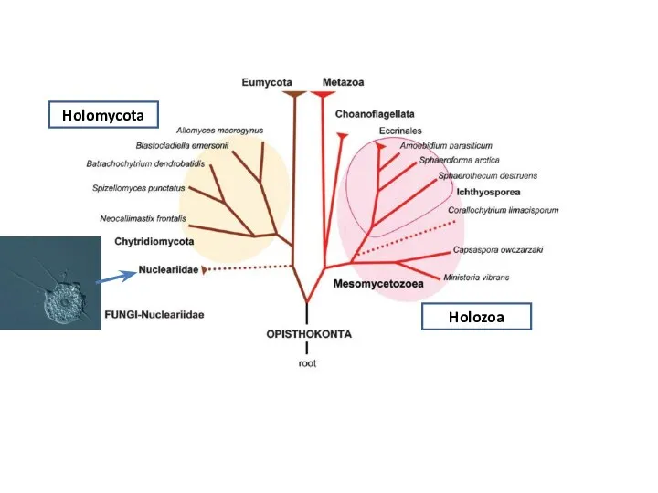 Holomycota Holozoa