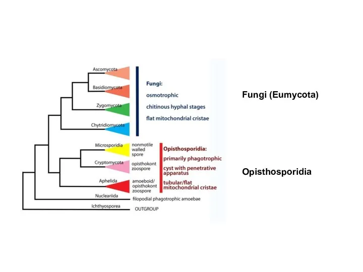 Fungi (Eumycota) Opisthosporidia