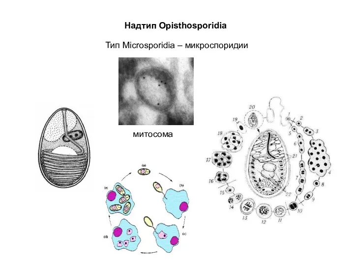 Надтип Opisthosporidia Тип Microsporidia – микроспоридии митосома