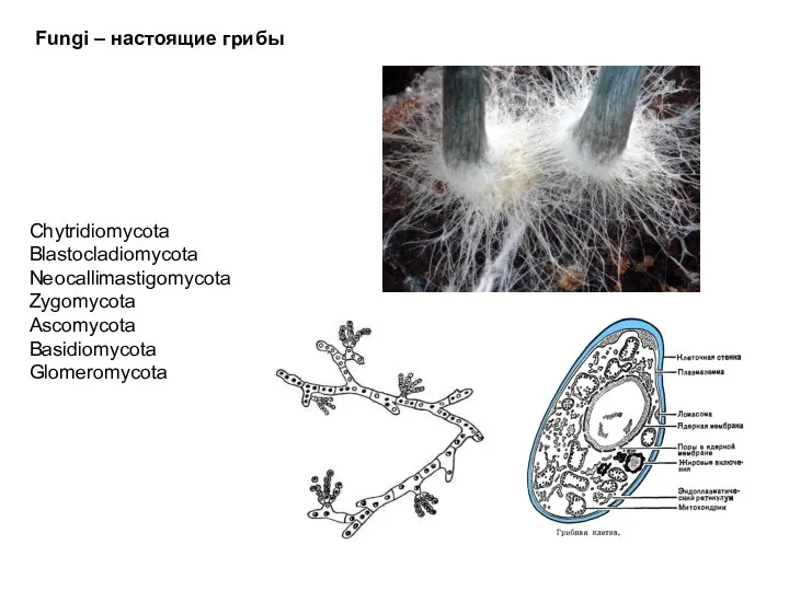 Chytridiomycota Blastocladiomycota Neocallimastigomycota Zygomycota Ascomycota Basidiomycota Glomeromycota Fungi – настоящие грибы